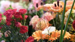 Mit dem Blumenabo der Bluamazaina von Chur schenken Sie wiederkehrende Freude